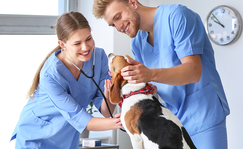 Online Veterinary Assistant from Nashville State Community College